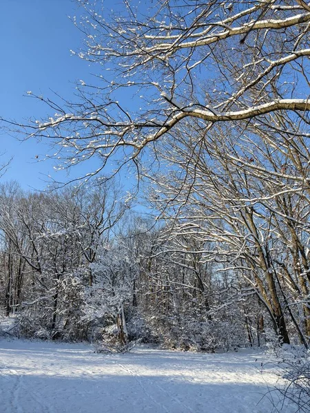 Zbliżenie Zimowy Park Śniegiem — Zdjęcie stockowe