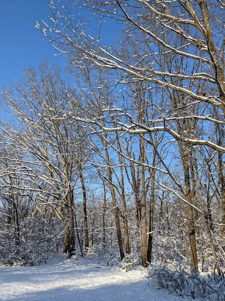 Zbliżenie Zimowy Park Śniegiem — Zdjęcie stockowe