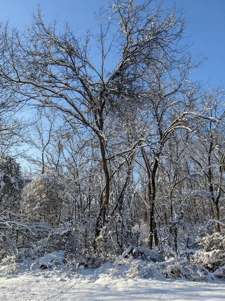 Primer Plano Parque Invierno Con Nieve —  Fotos de Stock