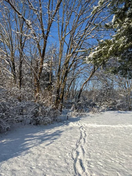 Zbliżenie Zimowy Park Nadrukiem Śniegu — Zdjęcie stockowe