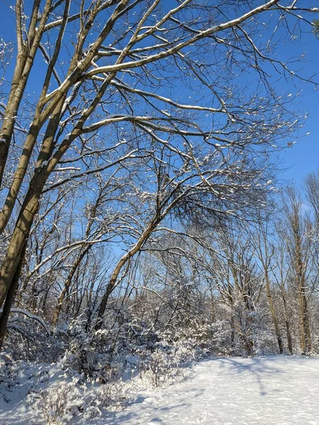 Fechar Parque Inverno Com Neve — Fotografia de Stock