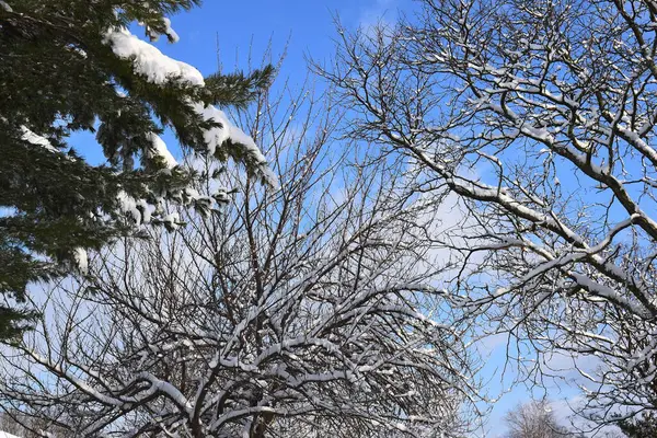 Árbol Primer Plano Con Nieve —  Fotos de Stock