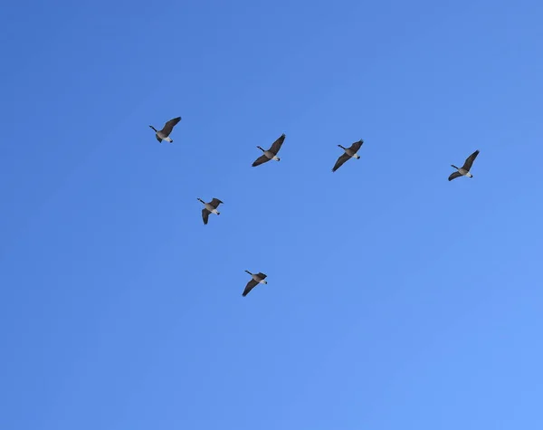 Closeup Flock Birds Sky — Stock Photo, Image