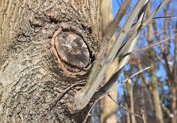 Closeup Árvore Casca Textura — Fotografia de Stock