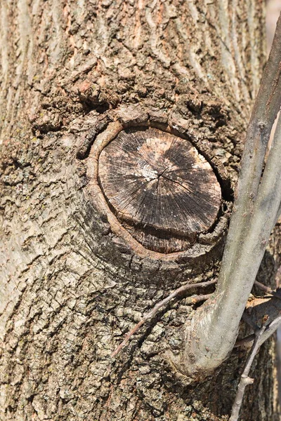 나무껍질을 감싼다 — 스톡 사진