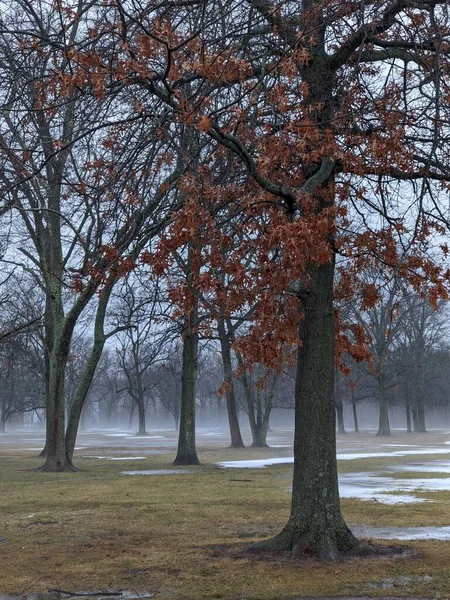 Primer Plano Nebuloso Parque Invierno — Foto de Stock