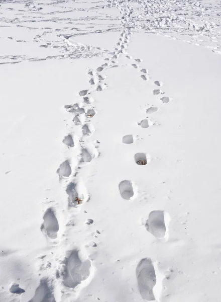 Closeup Print Texture Snow — Stock Photo, Image