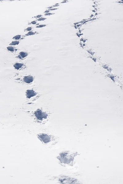 Struttura Della Stampa Primo Piano Sulla Neve — Foto Stock