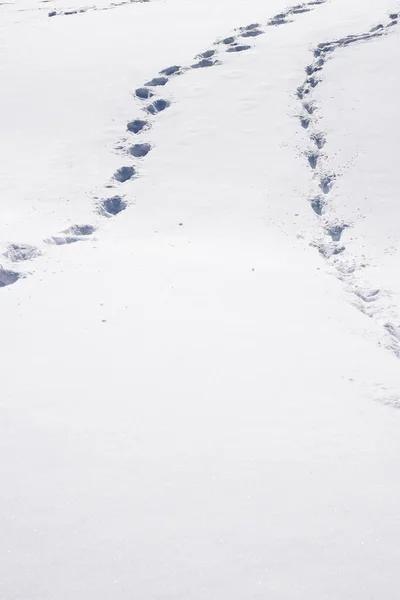 Struttura Della Stampa Primo Piano Sulla Neve — Foto Stock