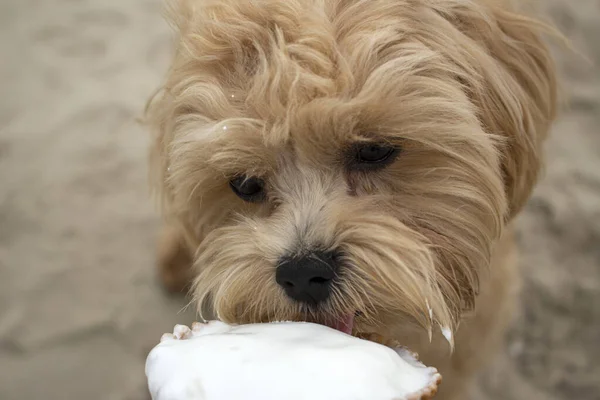 Puppy eats sweet ice cream. best day for a dog. happy moments. puppy eats sweet ice cream on the of the beach