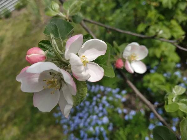 Pommier en fleurs. belles fleurs blanches, champ peu profond. — Photo