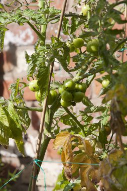 Sarmaşıkta domatesler
