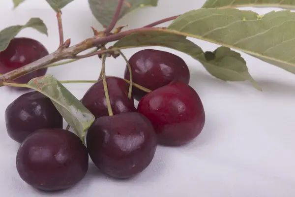 Cerejas doces — Fotografia de Stock