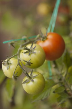 Sarmaşıkta domatesler