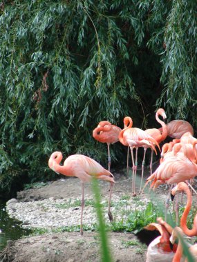 pembe flamingo kuşları