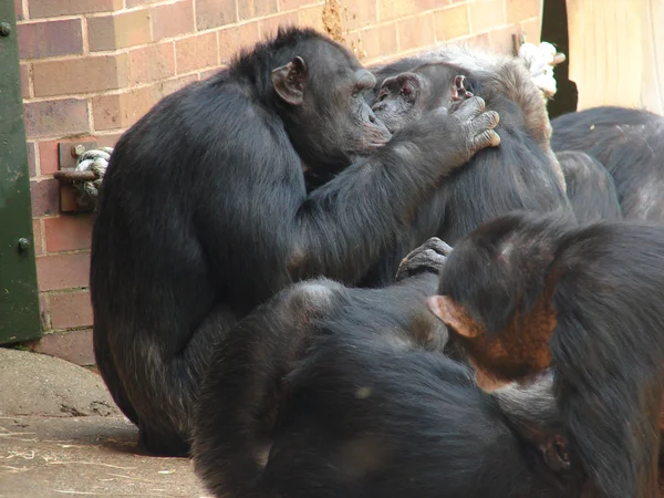 Chimpanzé — Fotografia de Stock