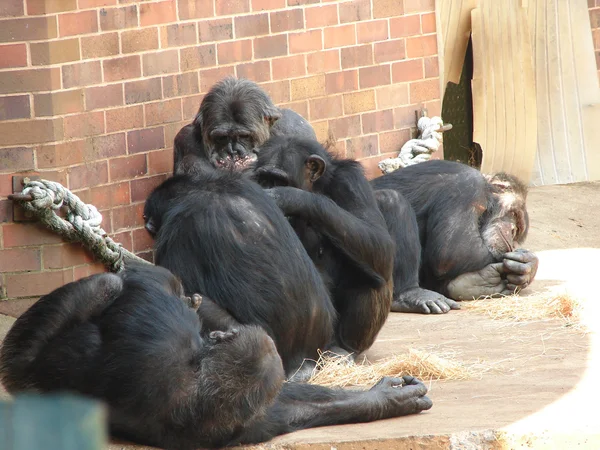 Chimpanzee — Stock Photo, Image