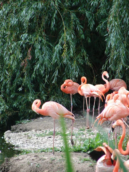 Flamants roses oiseaux — Photo