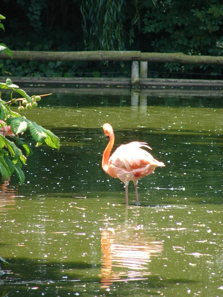 Rosa flamingo fåglar — Stockfoto