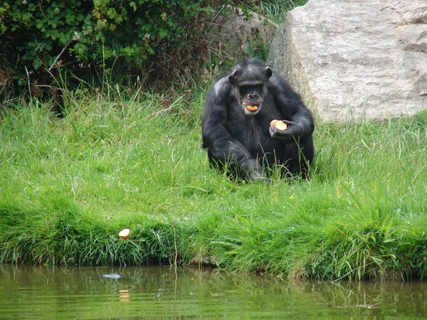 Chimpanzé comendo — Fotografia de Stock