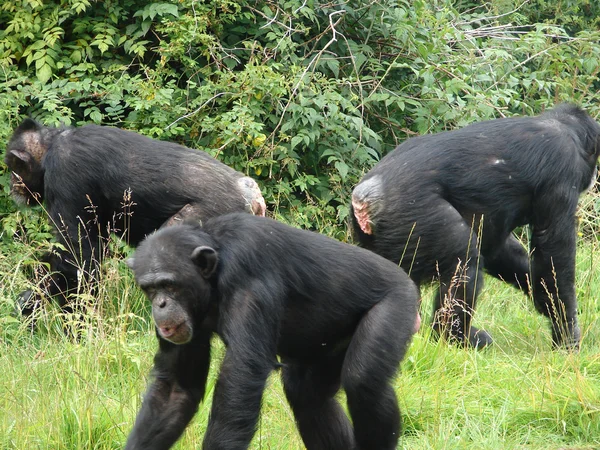 Chimpanzé — Fotografia de Stock