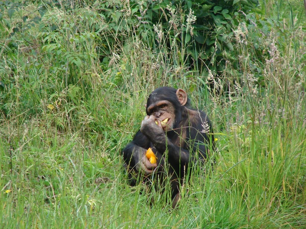 Étkezési csimpánz — Stock Fotó