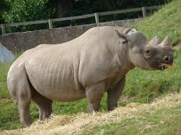 Black Rhino — Stock Photo, Image