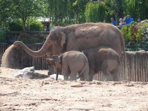Слоны — стоковое фото