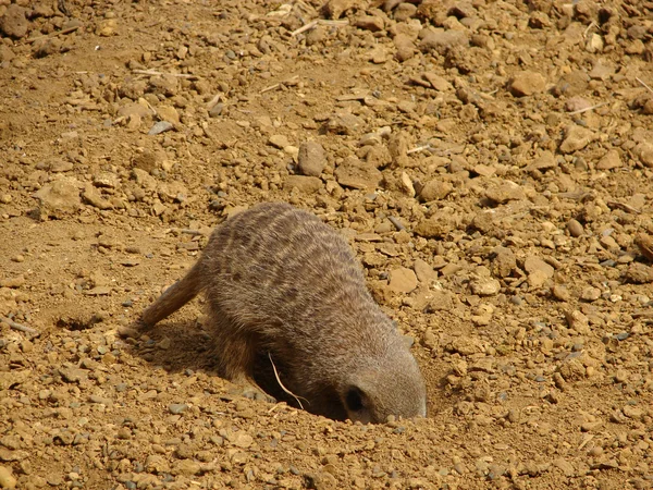 Erdmännchen — Stockfoto