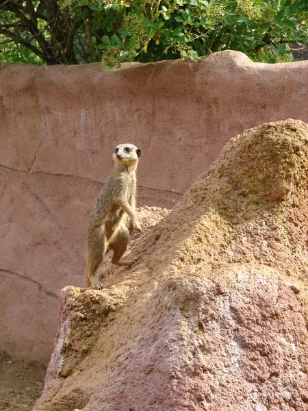 Meerkat. — Foto de Stock