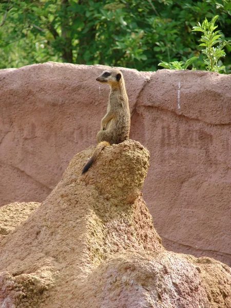 Meerkat — Photo