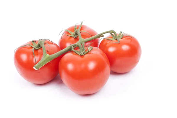 Tomates sur une vigne sur fond blanc — Photo