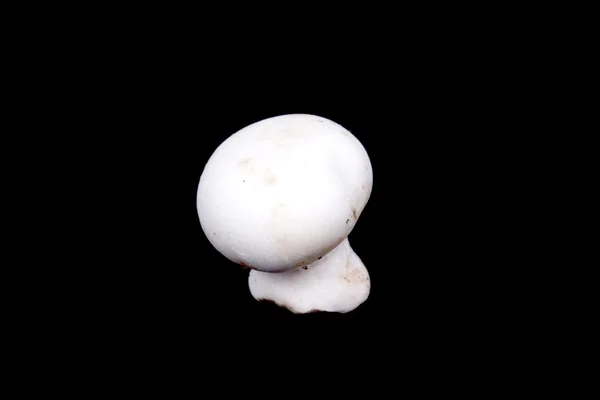 Champignon isolé sur noir — Photo