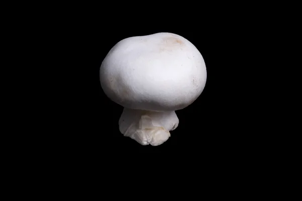 Pilz isoliert auf schwarz — Stockfoto