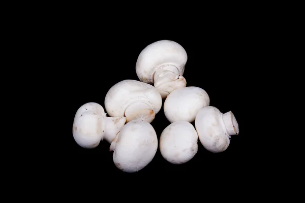 Mushrooms isolated on black — Stock Photo, Image