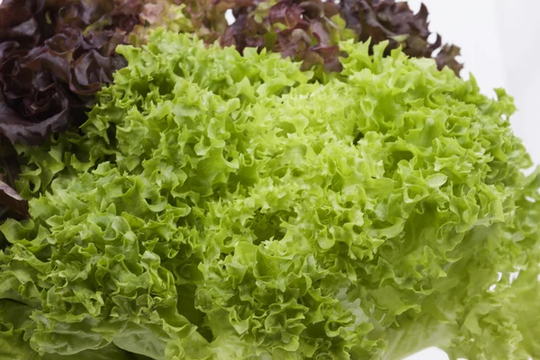 Foto de cerca de hojas de lechuga fresca — Foto de Stock