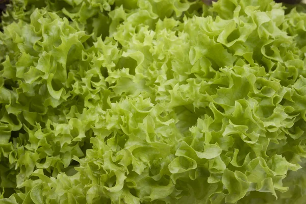 Nahaufnahme von frischen Salatblättern — Stockfoto