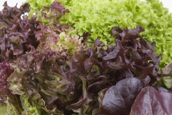 Foto de cerca de hojas de lechuga fresca — Foto de Stock