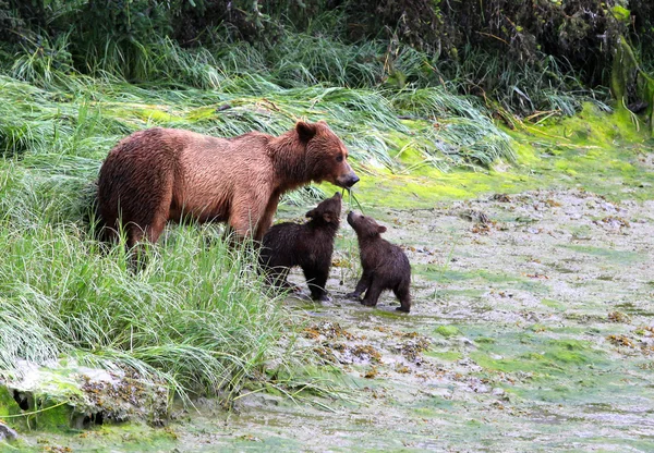 Niedźwiedzie Grizzly, valdez, alaska Obrazek Stockowy