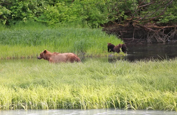 灰熊，瓦尔迪兹，阿拉斯加 — 图库照片