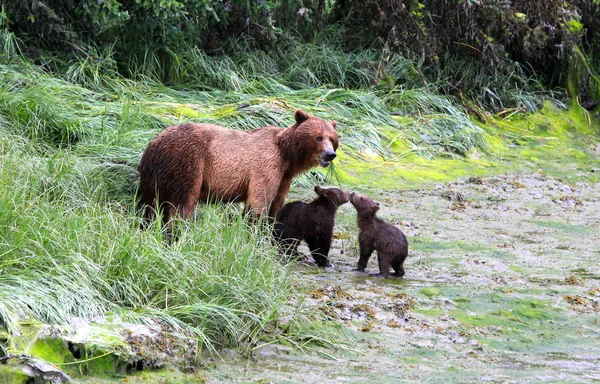 Ведмеді Грізлі Вальдес, Аляска Стокове Фото