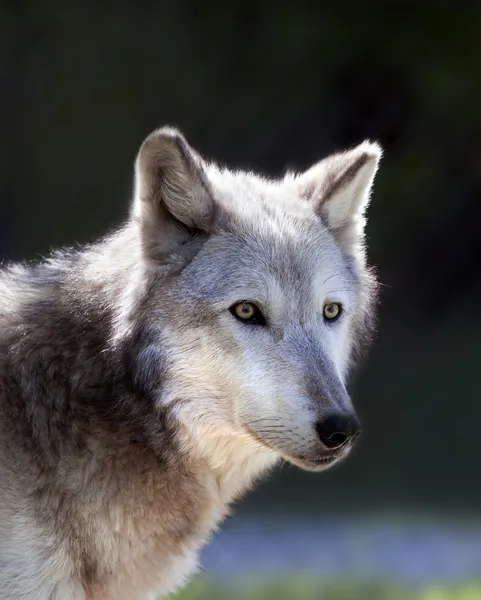 Lobo gris —  Fotos de Stock