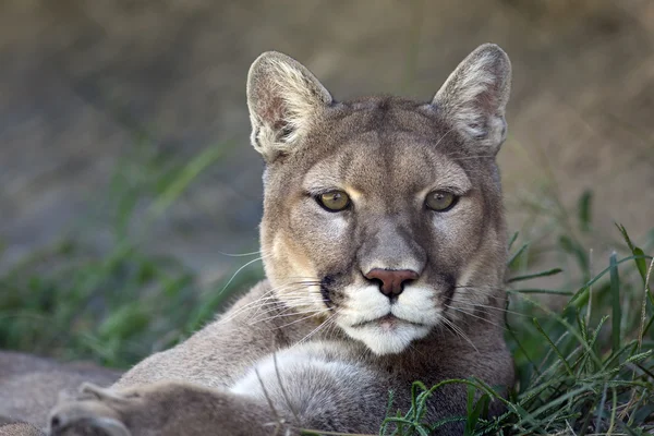 Mountain Lion — Stock Photo, Image