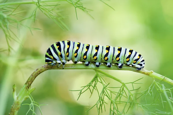 Zwarte Papilionidae caterpillar — Stockfoto