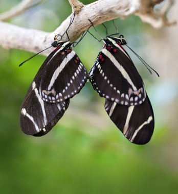 Zebra longwing kelebekler çiftleşme
