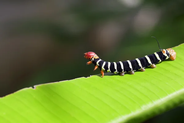 Oruga de la selva — Foto de Stock