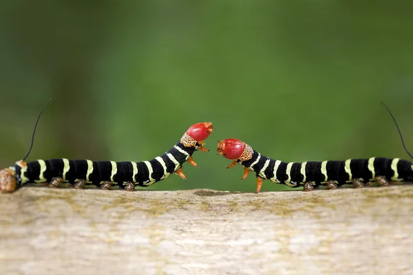 Raupen-Duell — Stockfoto