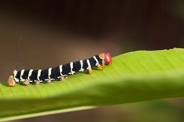 Oruga colorida — Foto de Stock