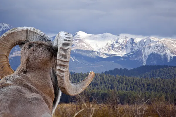 Bighorn Sheep — Stock Photo, Image