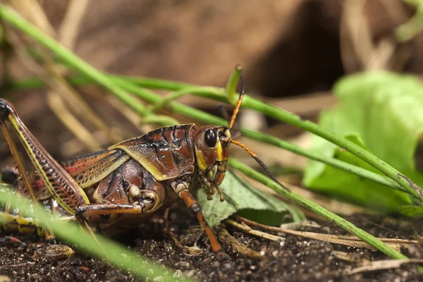 Saltamontes — Foto de Stock